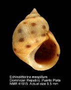 Echinolittorina mespillum